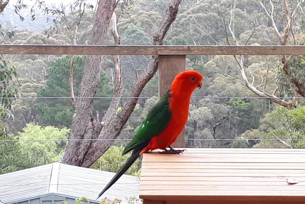 Katoomba Falls Cottage Dış mekan fotoğraf