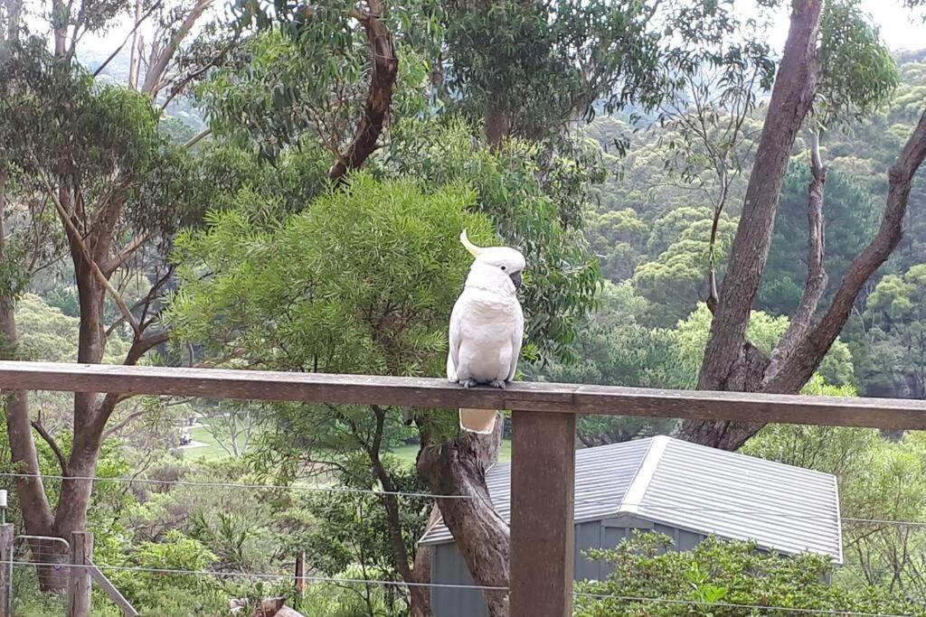 Katoomba Falls Cottage Dış mekan fotoğraf